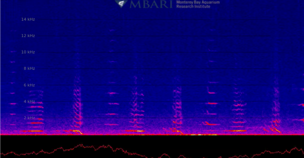 whale song spectrogram
